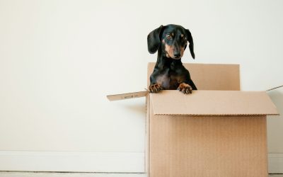 Local Expertise Matters: Why Choosing a West Palm Beach Mover Makes All the Difference