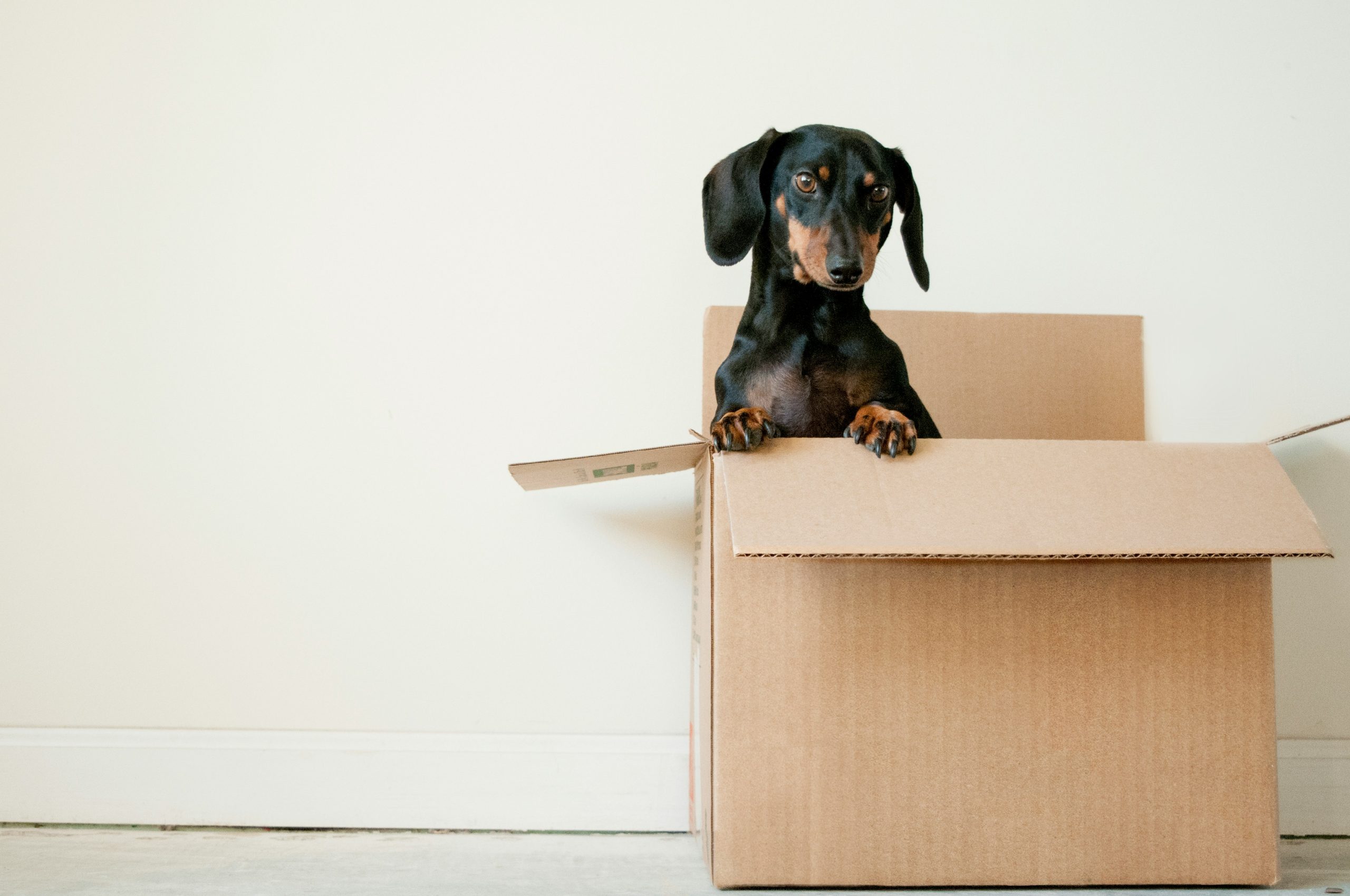 Local Expertise Matters: Why Choosing a West Palm Beach Mover Makes All the Difference