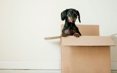 Local Expertise Matters: Why Choosing a West Palm Beach Mover Makes All the Difference